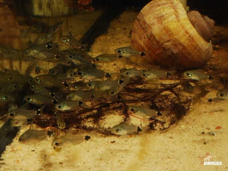 Kirysek Corydoras hastatus