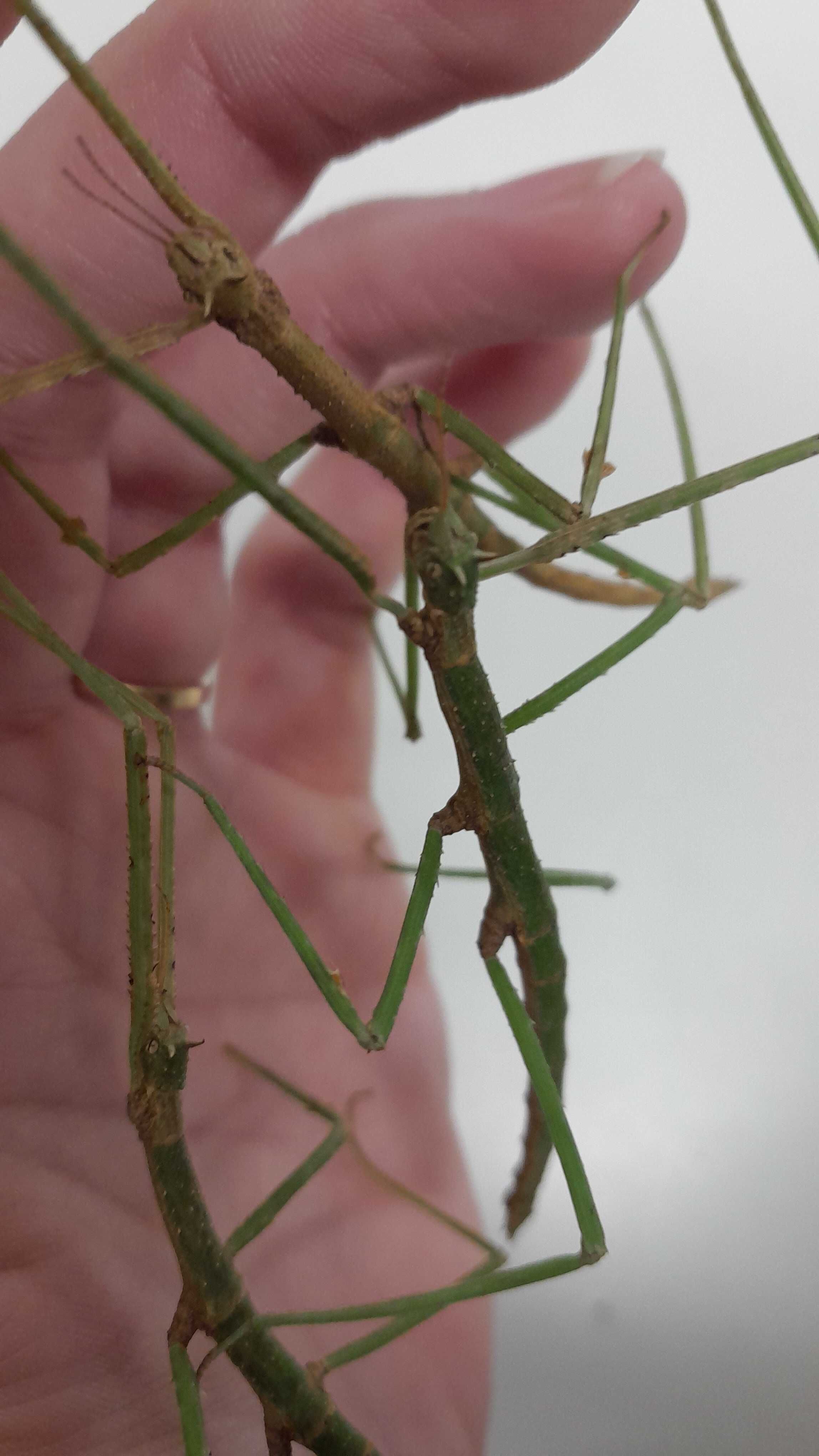 Patyczak rogaty (medauroidea extradentata)