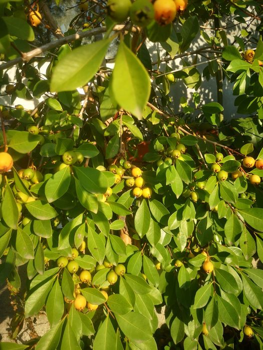 Árvores de Araçás