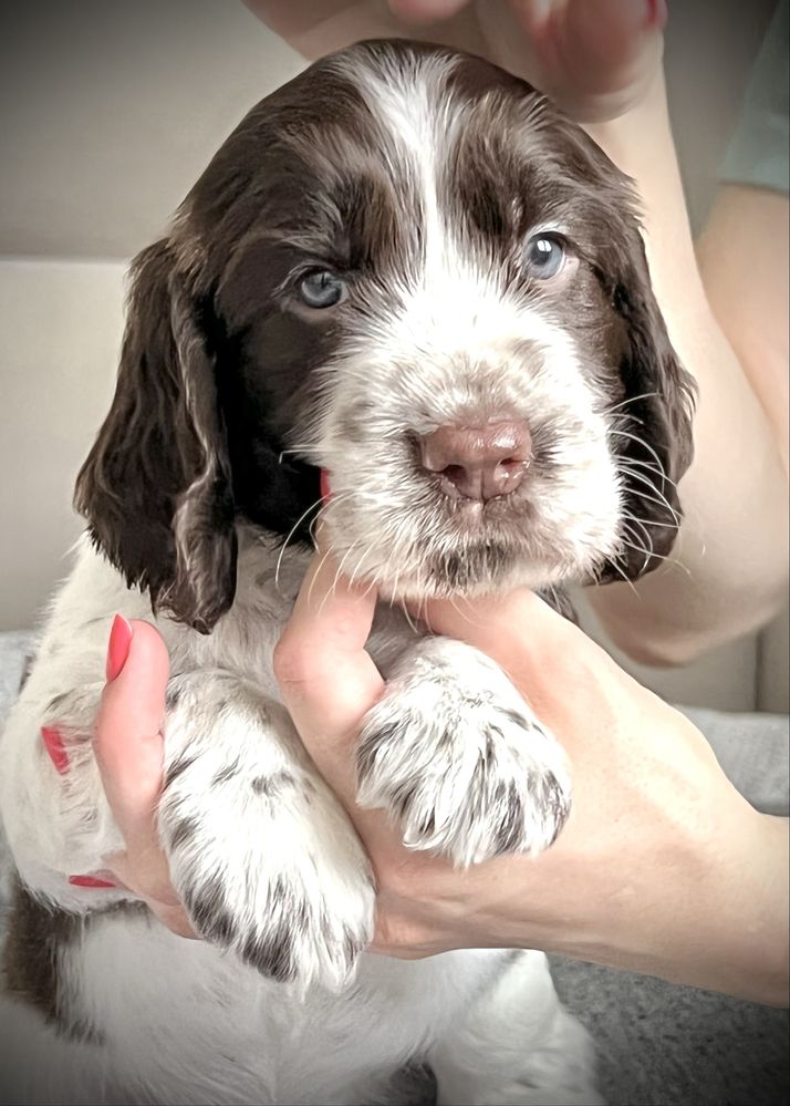 Springer spaniel angielski - suczka po championach - ZKwP
