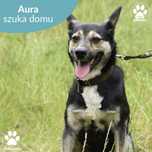 Spokojna Aura wypatruje nowego domu!