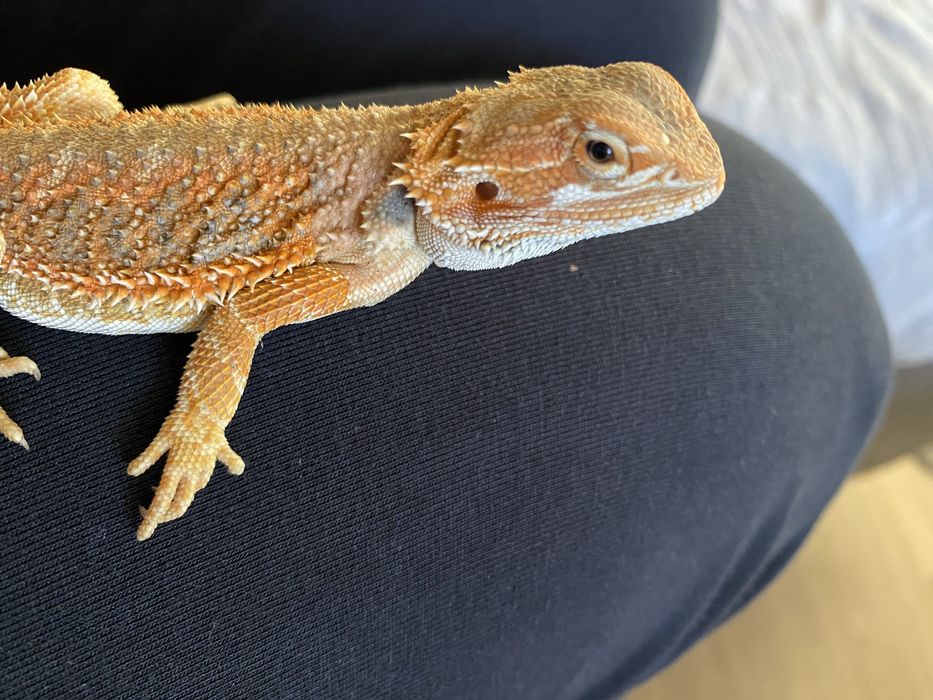 Agama , Agamy Red - wyjadkowe gotowe do trnasportu