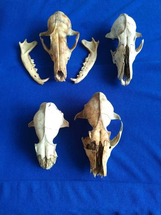 Череп лисиці / лиса. Черепа лисицы. Лис