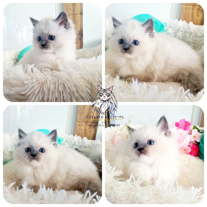 Ragdoll FPL kotka/badania genetyczne/możliwość zakupu do hodowlii