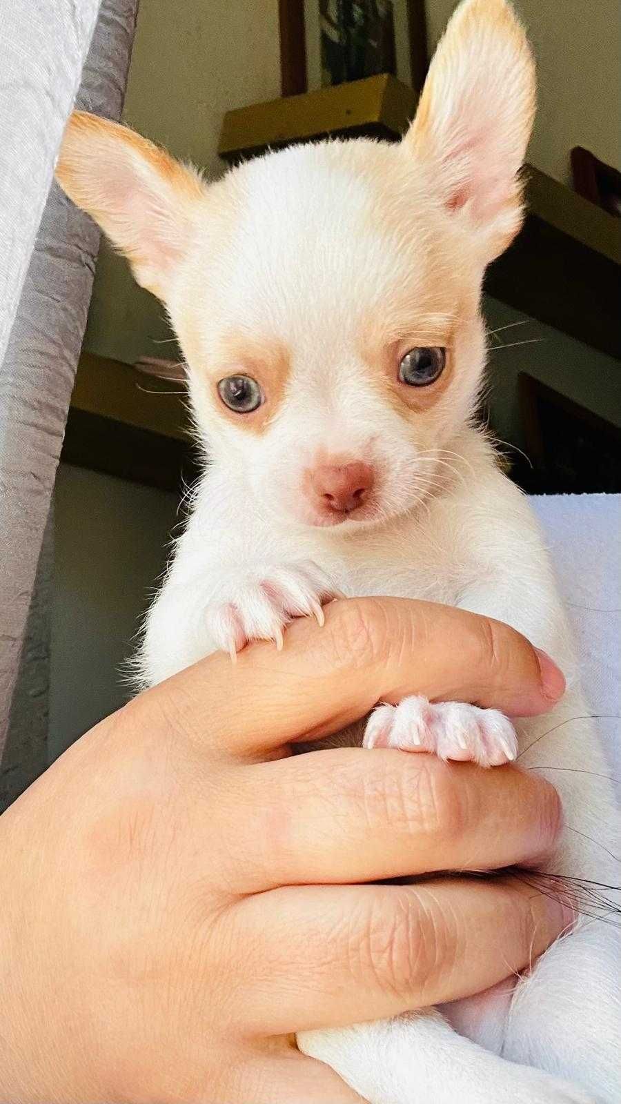 Chihuahua macho mini