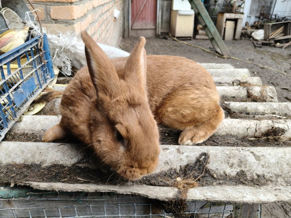 Кролі новозеландський червоний