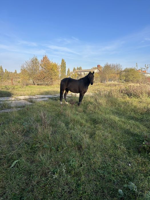Продам робоччу кобилу спокійну 7 років, жеребна!