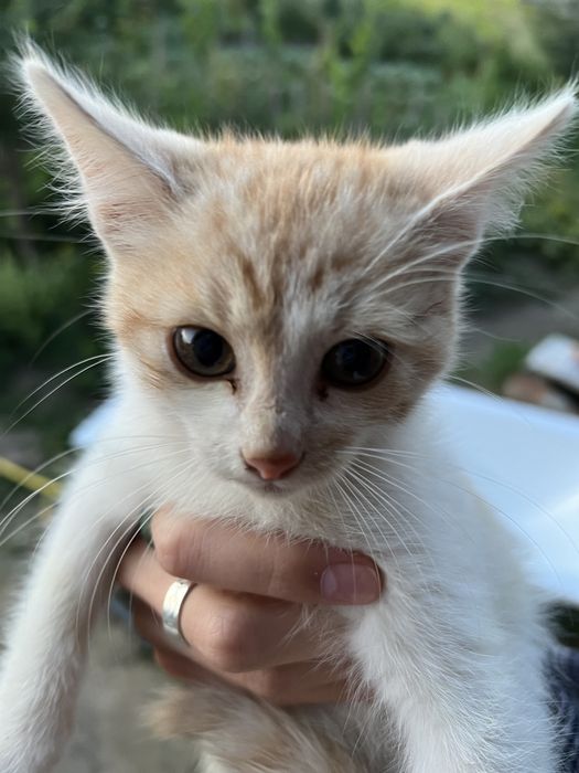 Кошенята