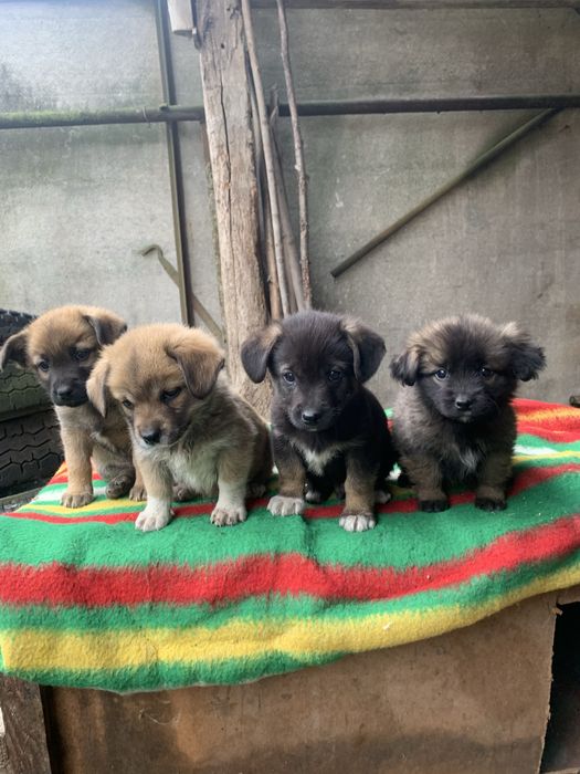 Віддам безкоштовно цуциків