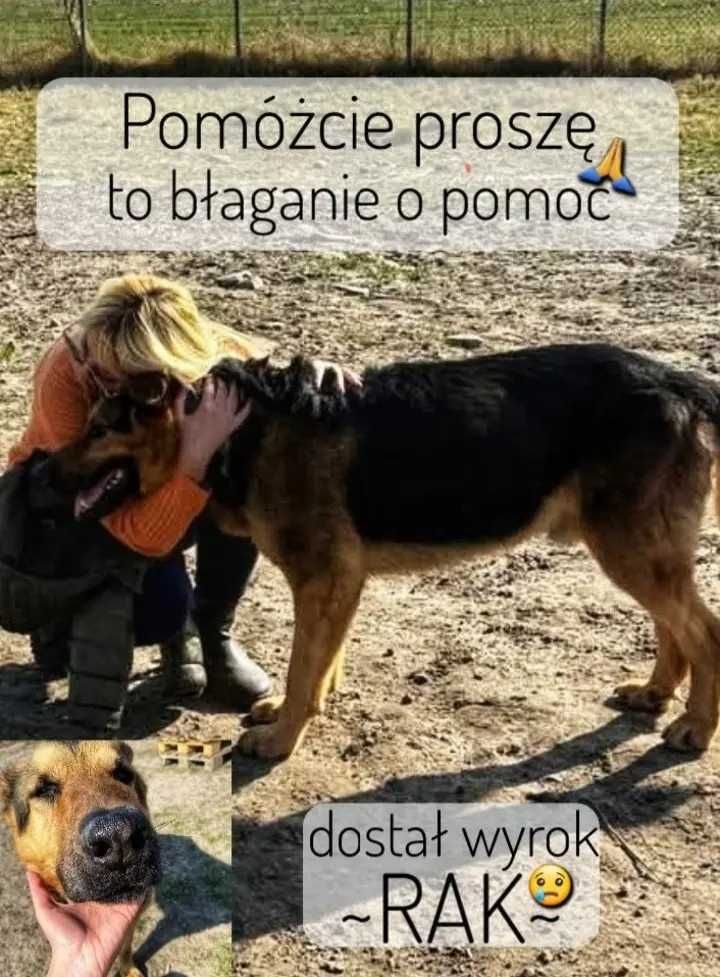 Dolar UMIERA na raka kości i BŁAGA o DT! NIE PRZEŻYJE w schronie! UD!!