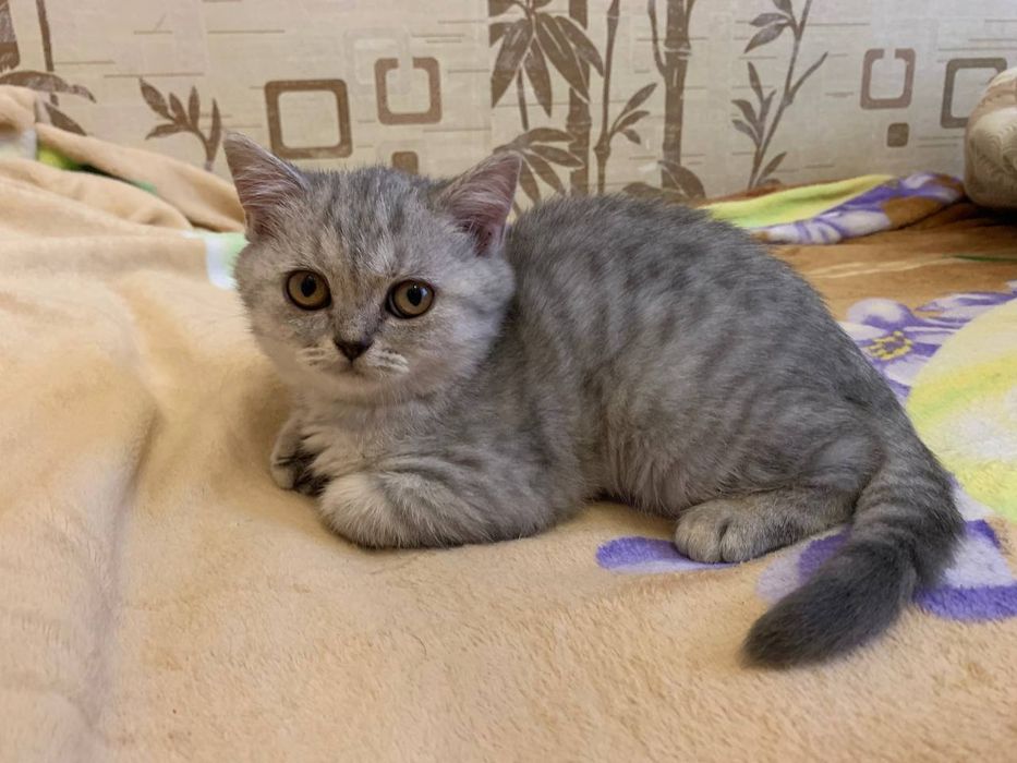 Шотландские котята