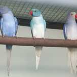 Ring necks Mutações