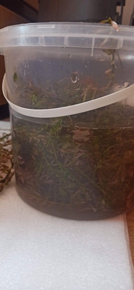 Sprzedam roślinka akwariowa rotala
