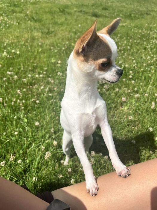 Piesek chihuahua bialy GOTOWY DO ODBIORU