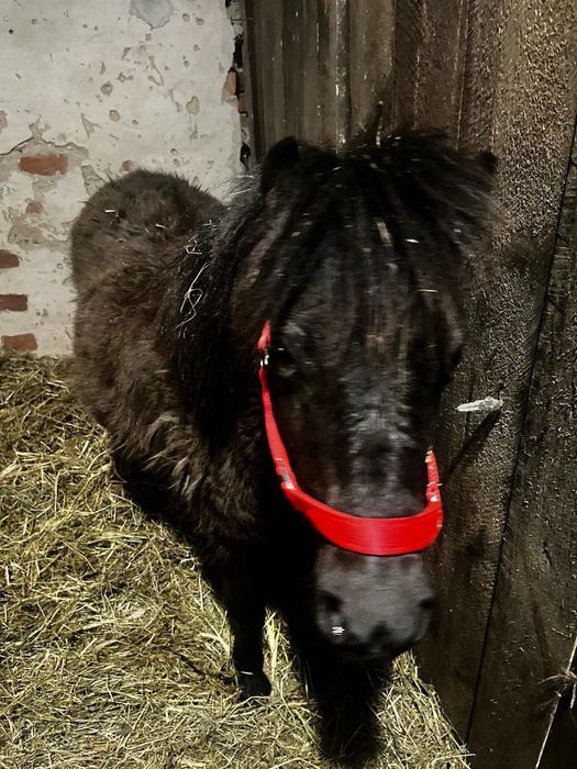 Kucyk ogierek zeszłoroczny tanio