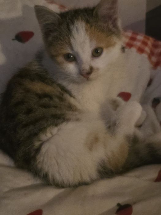 Oddam kotkę w dobre ręce