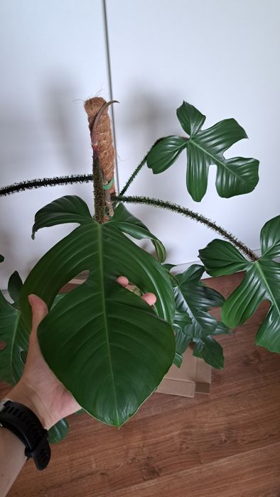 Bardzo duża piękna roślina kwiat, Philodendron filodendron