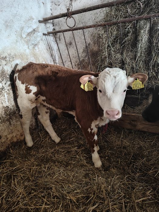 Sprzedam jałóweczki i byczki mięsne