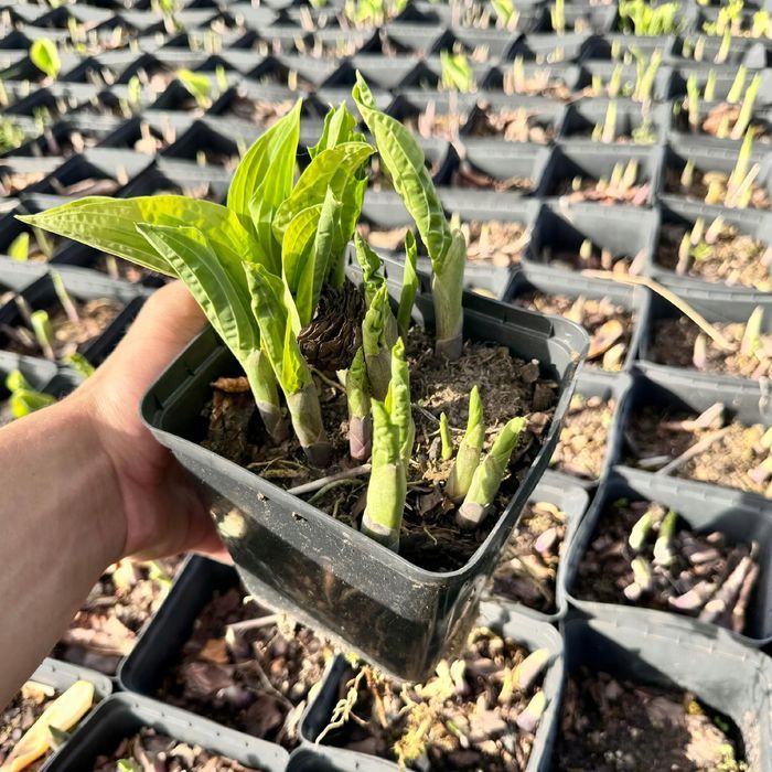 Funkia Hosta 'Wide Brim' W DONICZCE 2.0L
