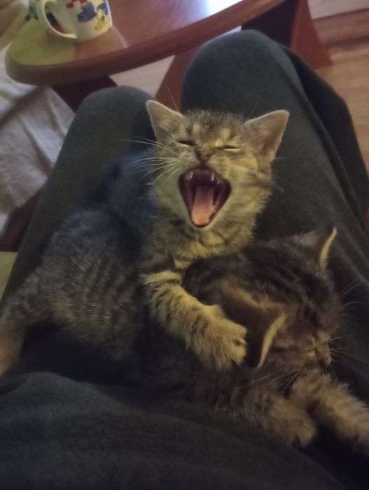 Oddam kotki w dobre ręce