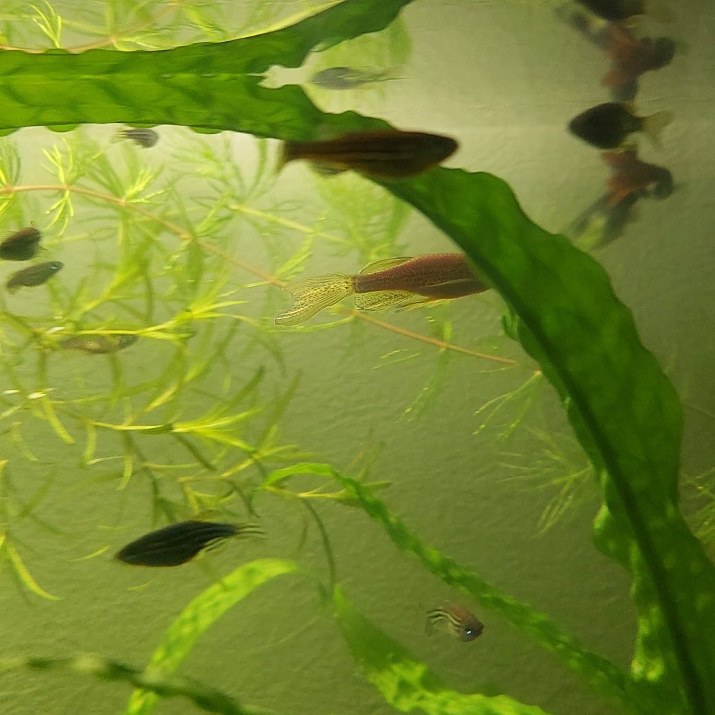 Даніо GloFish (глофіш) Данио Гло