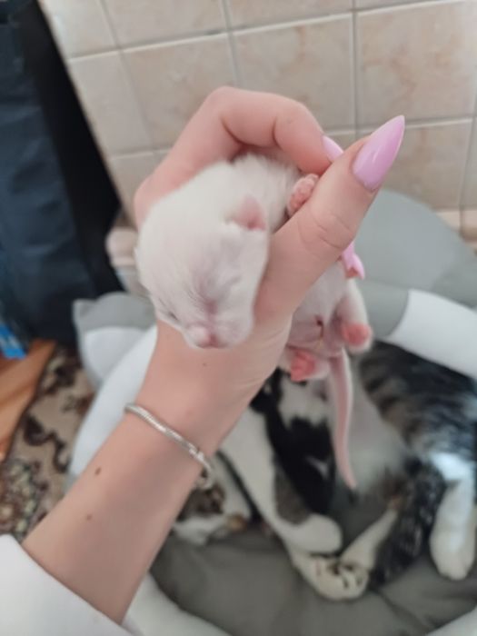 Віддам кошенят в добрі руки