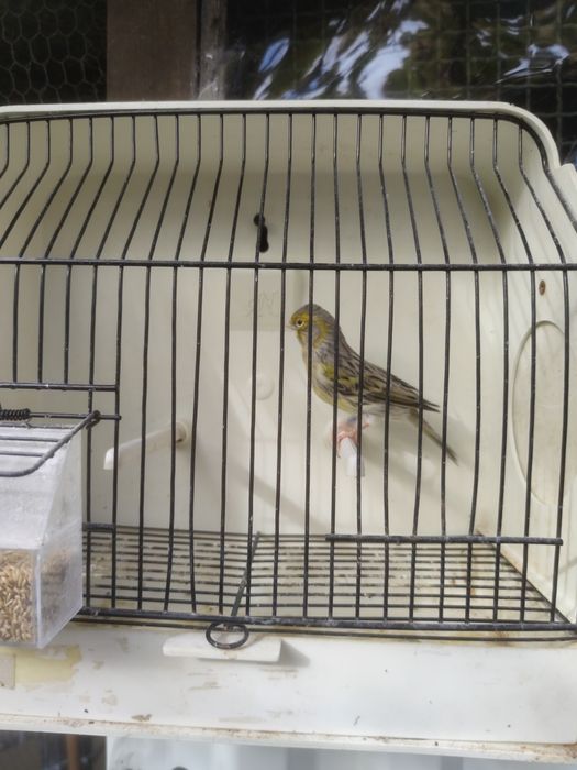 Vendo/troco macho ágata