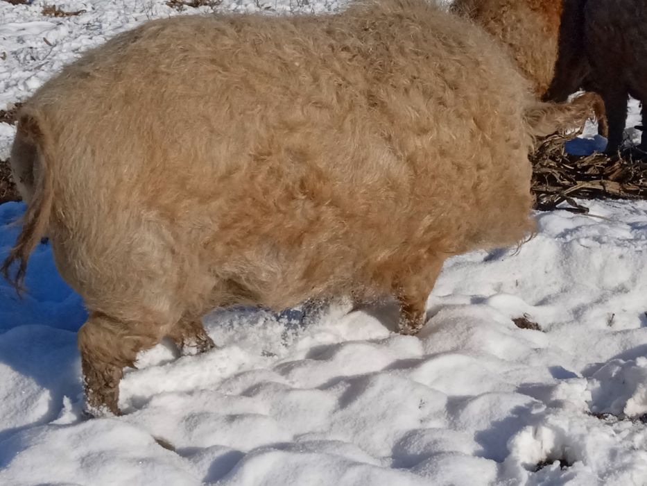 Сало мангалиці угорської