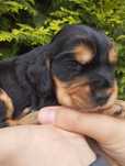 Cocker spaniel angielski piesek