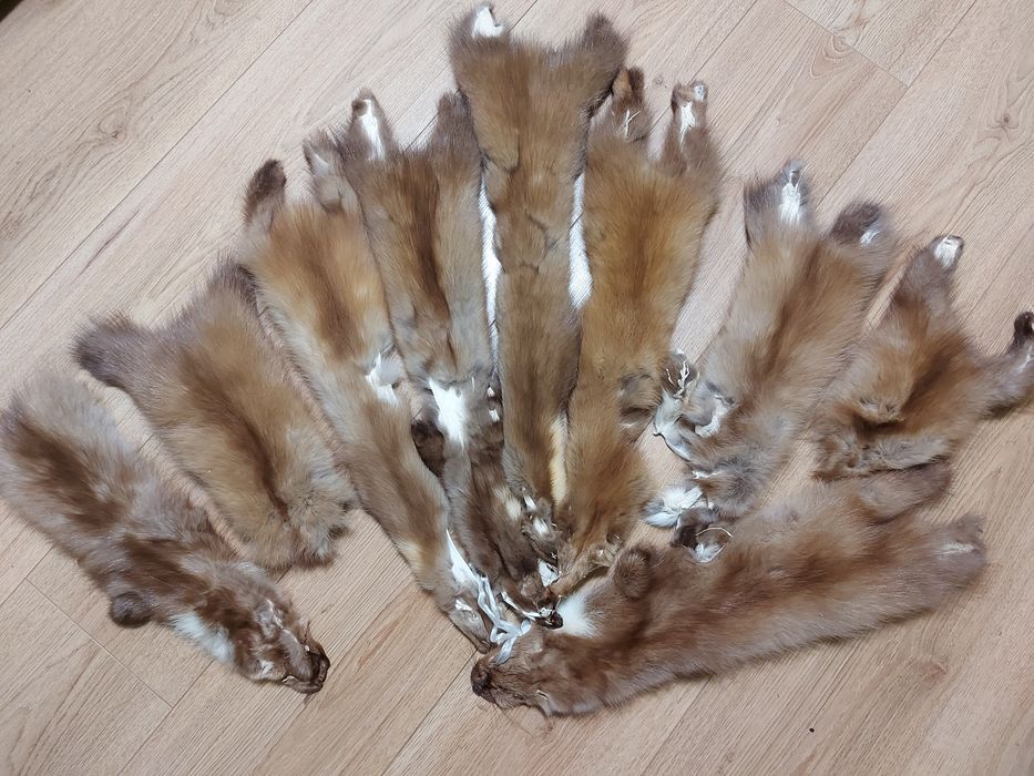 Продам шкури куниці, шкуры куницы, шкіри, хутро, мех, мєх