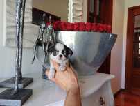Chihuahua   Superminiatura MACHINHO - BRANCO E PRETO