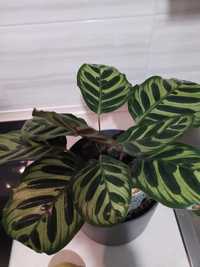 Roslina doniczkowa  Calathea Makoyana Makoya geoppertia kolekcjonerska