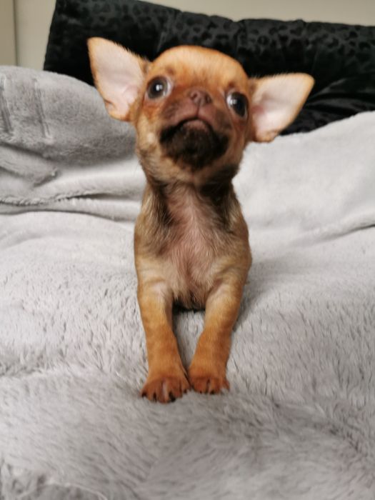 GOTOWA DO ODBIORU Lalunia Malunia dziewczynka chihuahua CUDO