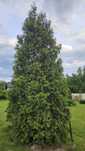 Tuja 5 metrów, thuja, żywotnik