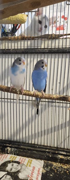 Papugi Faliste Falista para