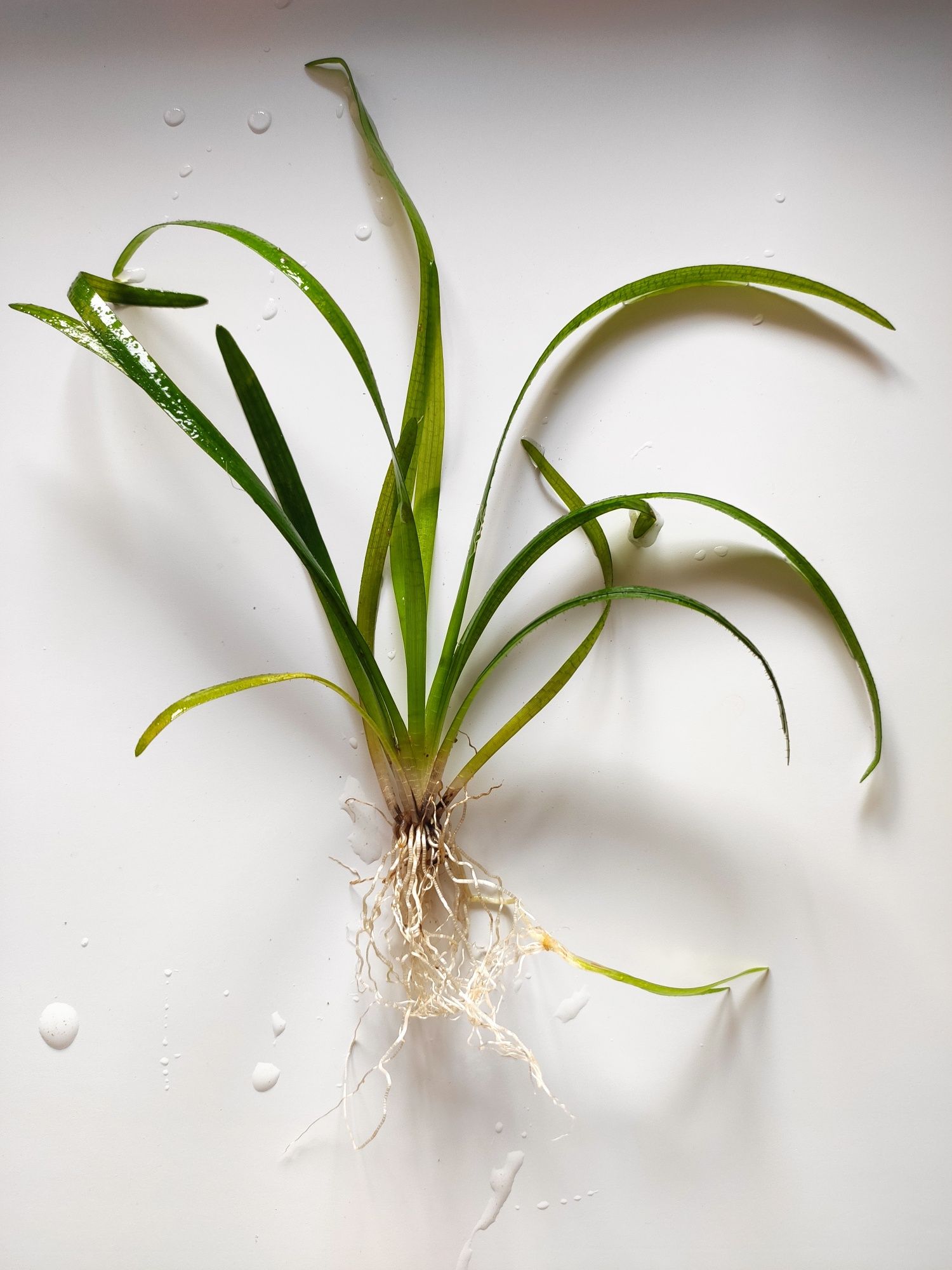 Аквариумное растение Эхинодорус нежный тенеллус