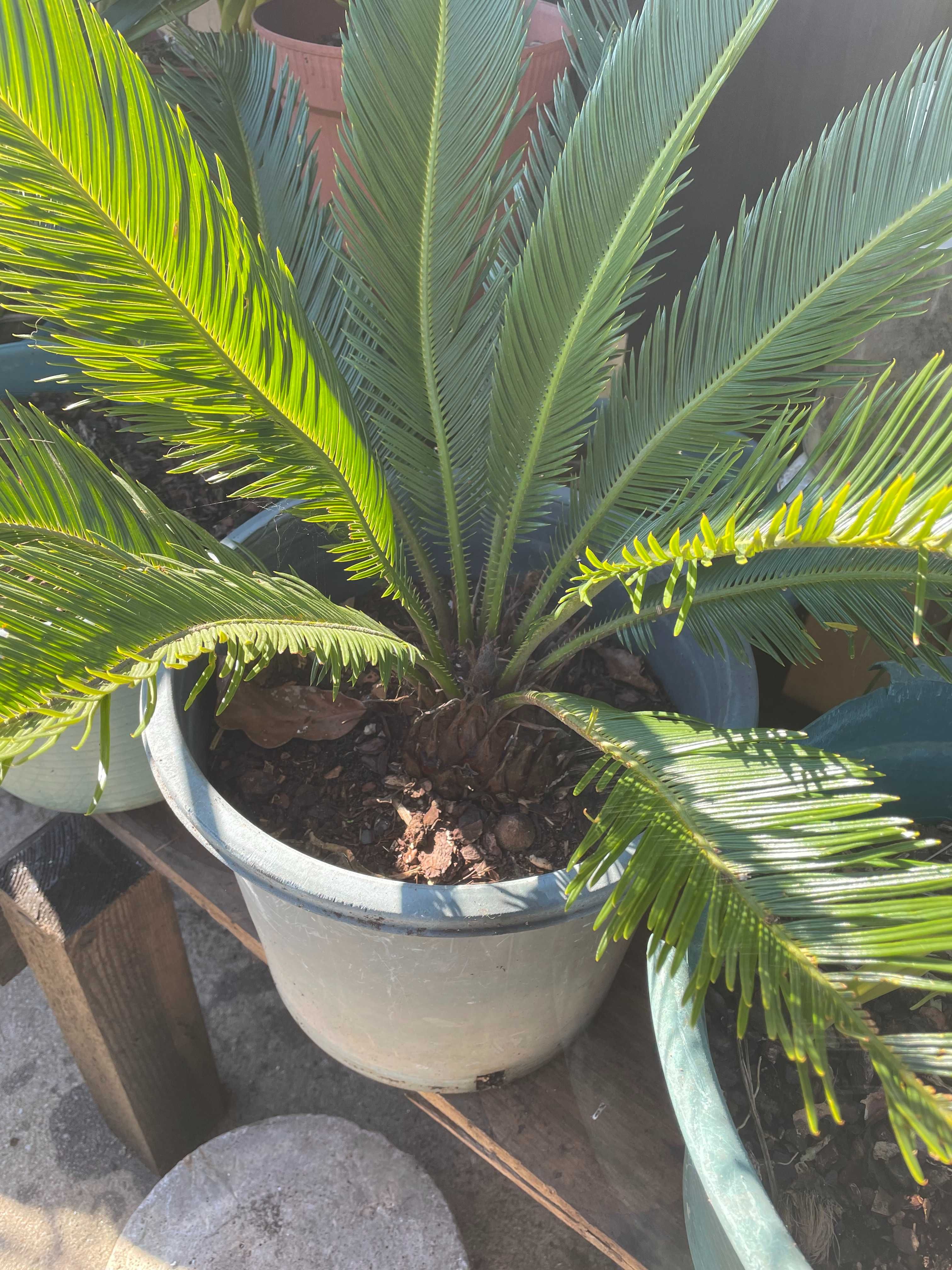 Palmeiras Cica de jardim - Cycas revoluta