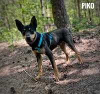 Pinczerek, 1 rok, kochany Piko adopcja
