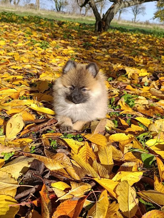 Szpic miniaturowy sunia