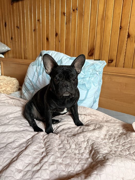 Buldog francuski