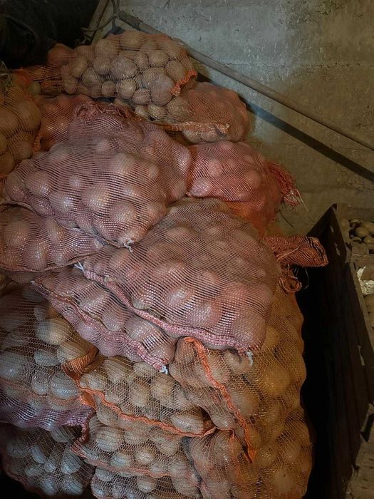 Ziemniaki Belaroza bez chemii, tradycyjna uprawa! Lusina k. Kraków