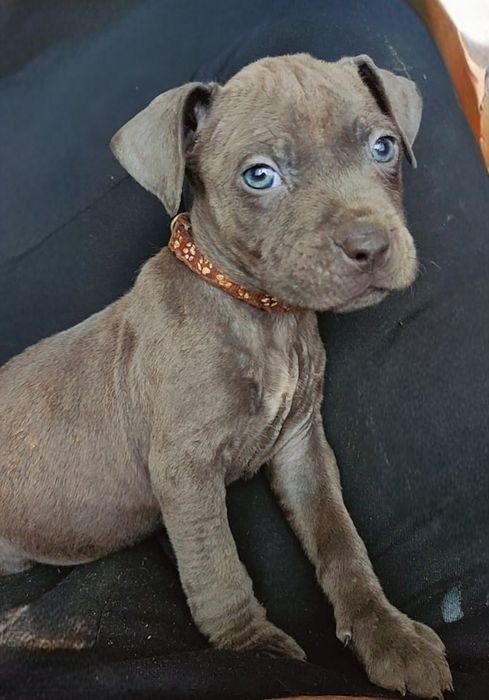 Amstaff Chłopiec Gotowy na zmianę domu ‼️