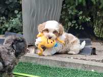 maltipoo z metryką