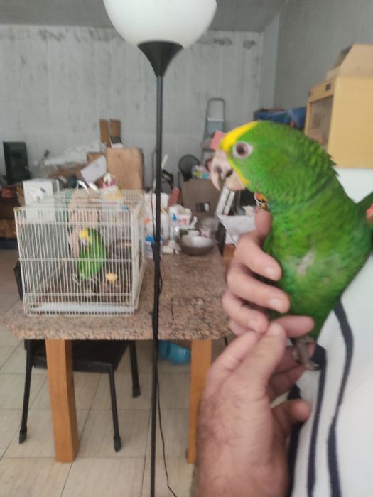 Papagaios oratrix, ecletus e aestiva