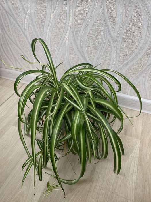 Бегония, фиалка, сансевиерия, хлорофитум, фикус и др.