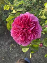 Продам цветущую чайную  розу от бабушки з села