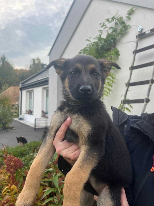 Owczarek niemiecki, śliczne, radosne pieski z rodowodem