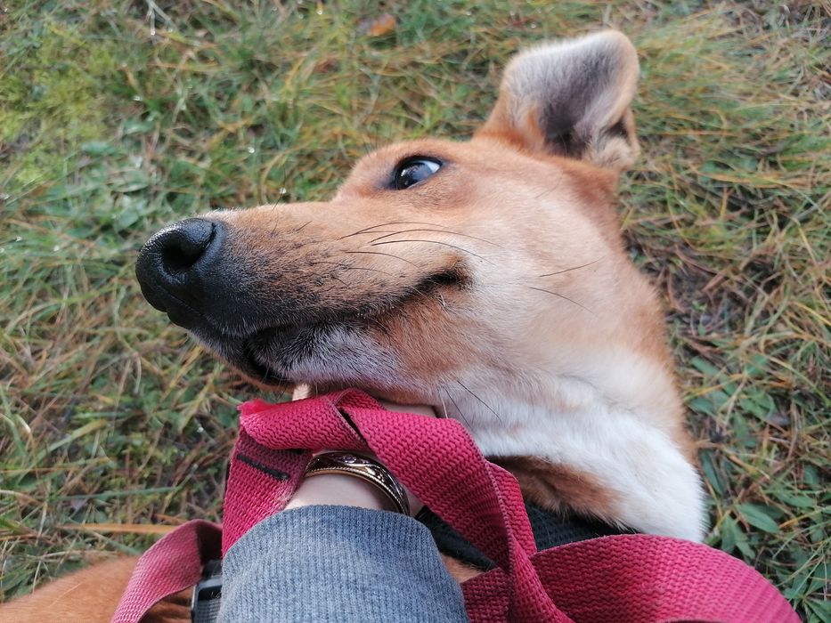 TOFIK mały młody przyjazny pies szuka domu