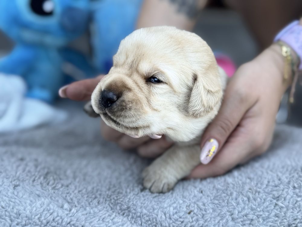 Labrador Retriver miot A- Anti