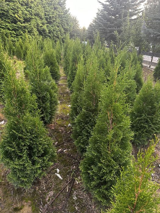 Tuje szmaragd od 100 cm do 140 cm jesien  2025